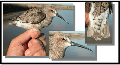 Dunlin (Calidris alpine)